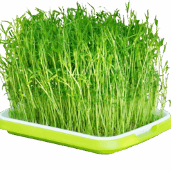 Mikrožalumynų auginimo padėklas Microgreens Tray