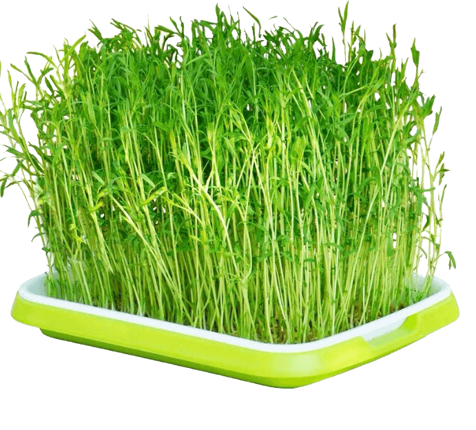 Mikrožalumynų auginimo padėklas Microgreens Tray Mikrožalumynų auginimo padėklas Microgreens Tray